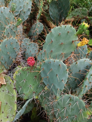 Tall Pricklypear