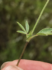 Trifolium albopurpureum