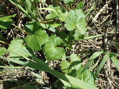 Sidalcea hendersonii