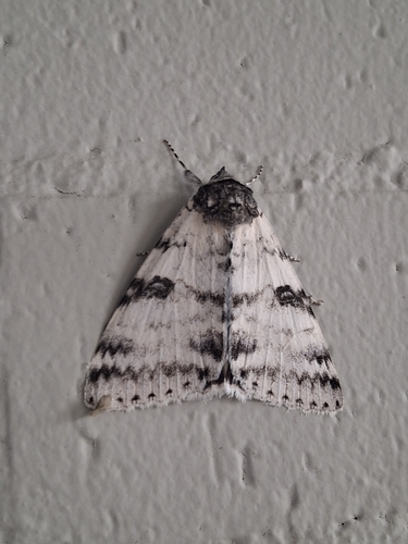 White Underwing
