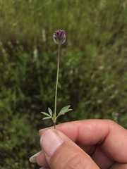 Trifolium albopurpureum