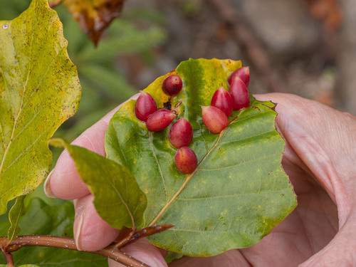 Beech Gall Midge