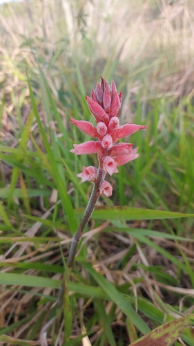 Sacoila lanceolata
