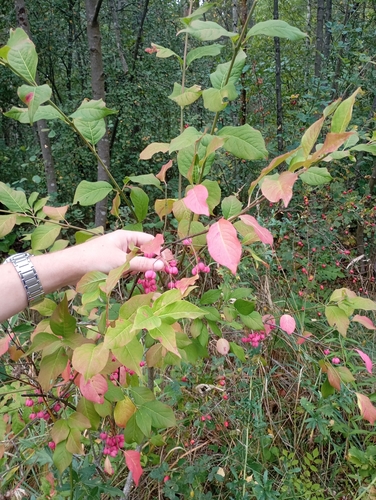 Spindle