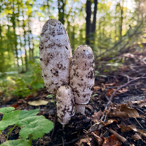 Shaggy Mane
