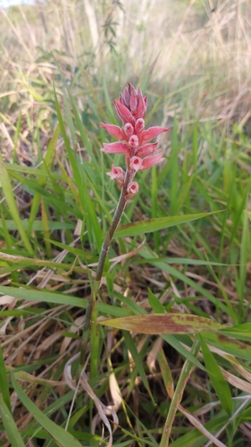 Sacoila lanceolata, photograph 2