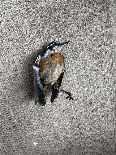 Red-breasted Nuthatch
