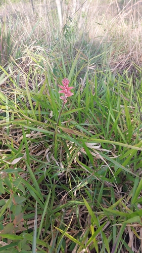 Sacoila lanceolata, photograph 3