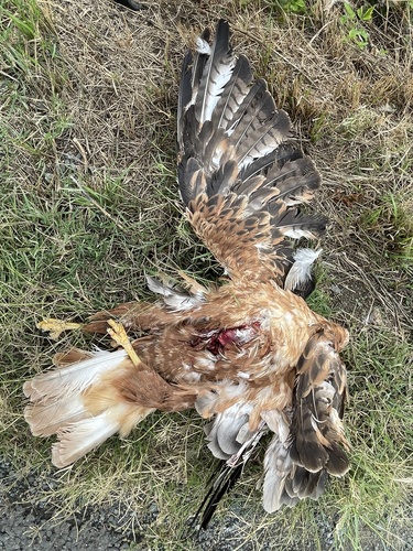 Long-legged Buzzard