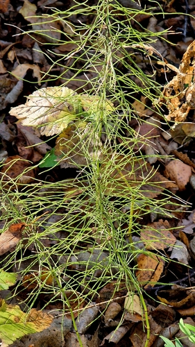 Equisetum pratense, photograph 3