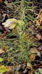 Equisetum pratense, photograph (c) Анна Митрошенкова, some rights reserved (CC BY)