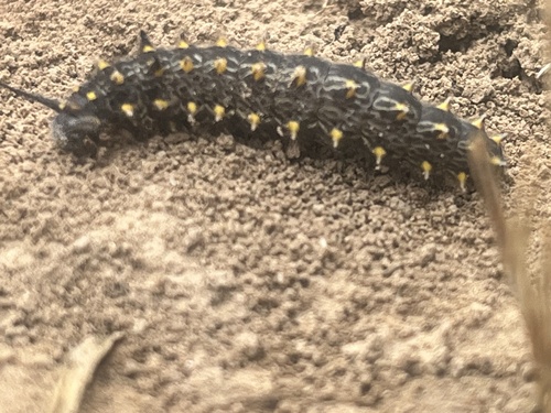Dragon Swallowtail