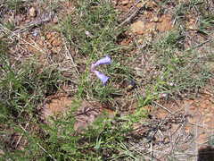 Penstemon dasyphyllus