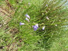Penstemon dasyphyllus