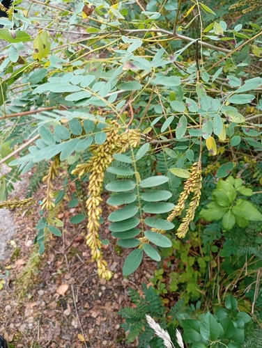 false indigo bush