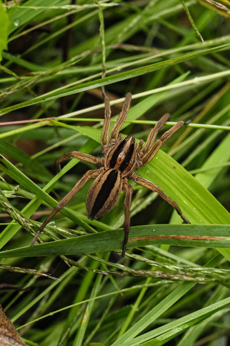 Dotted Wolf Spider