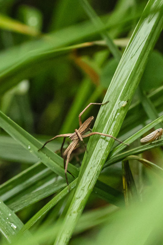 Pisaurina dubia