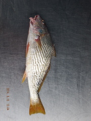 Umbrina xanti