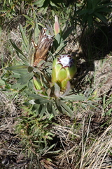 Protea coronata