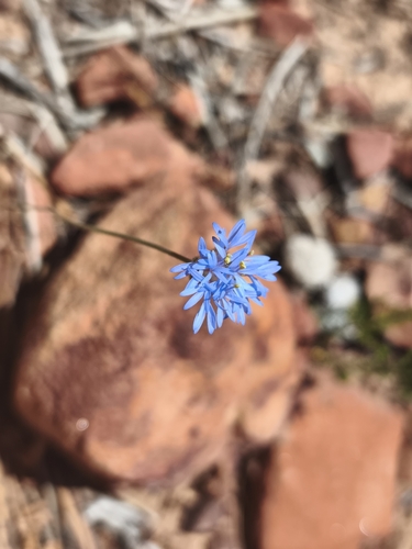 Brunonia australis, photograph 2