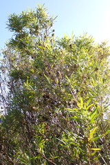 Leucadendron eucalyptifolium