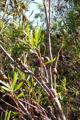 Leucadendron eucalyptifolium, photograph (c) Karen Eichholz, some rights reserved (CC BY)