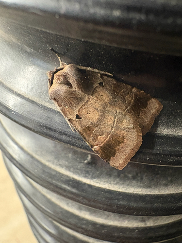 Pale-banded Dart