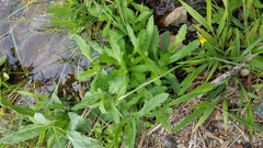 Verbena californica
