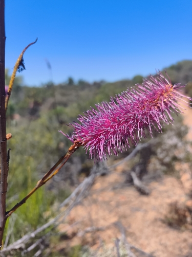 Grevillea petrophiloides