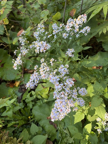 Common Blue Wood Aster