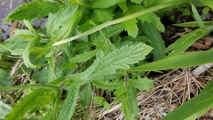 Verbena californica