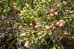 Erica formosa
