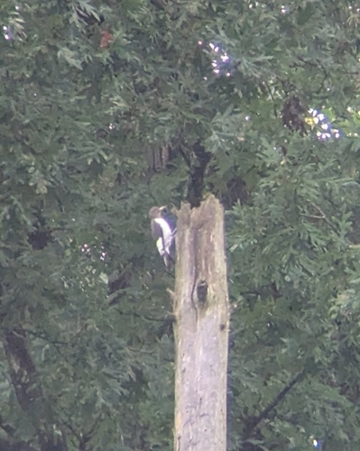 Red-headed Woodpecker