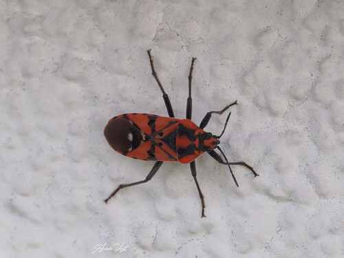 Indian Milkweed Bug