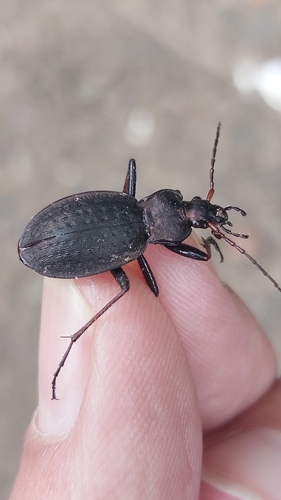 Carabus linnaei
