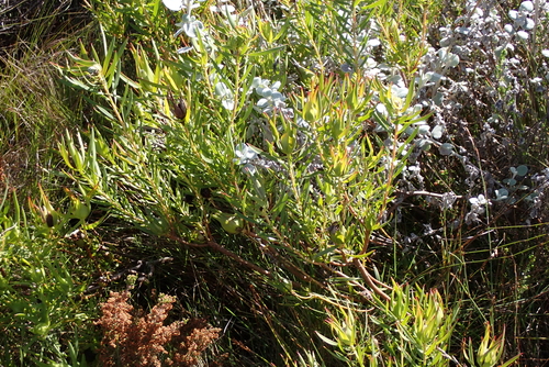 Leucadendron salignum, photograph 2