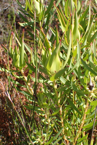Leucadendron salignum, photograph 3