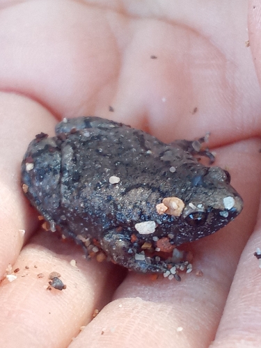 Eastern Narrow-mouthed Toad