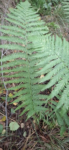 Common Lady Fern