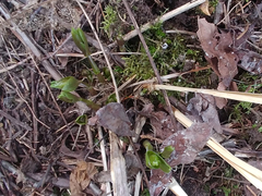 Vincetoxicum rossicum
