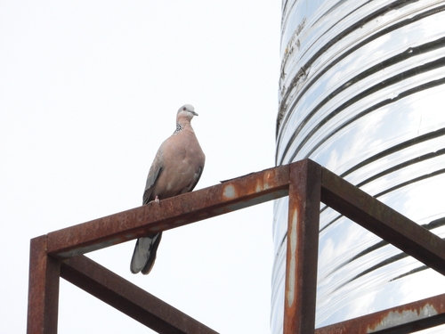 Spotted Dove (Chinese)