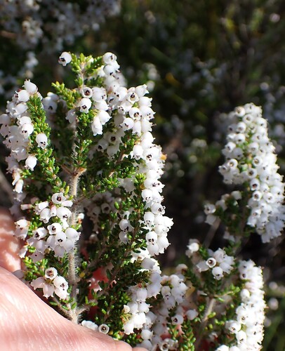 Erica scabriuscula, photograph 1