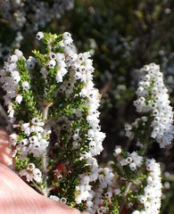 Erica scabriuscula