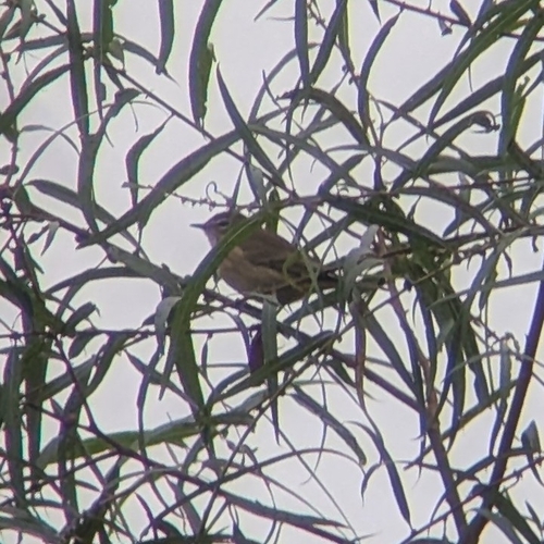 Palm Warbler
