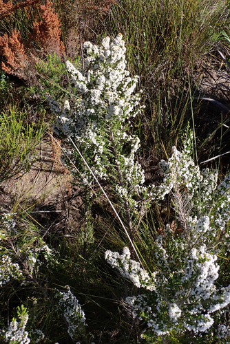 Erica scabriuscula, photograph 2
