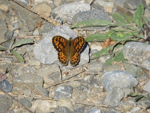 Wall Brown