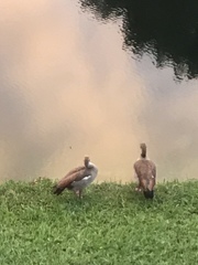 Alopochen aegyptiaca image