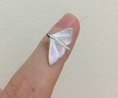Diaphania costata