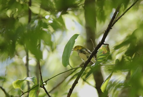 Black-throated Green Warbler