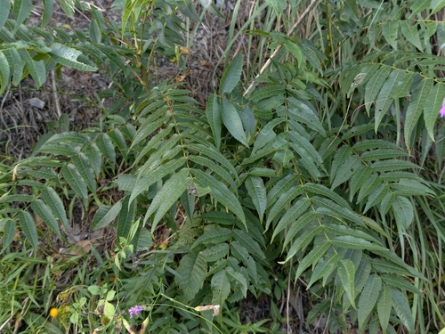 Platycarya strobilacea observed 2026-09-21